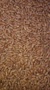 Sharbati Wheat