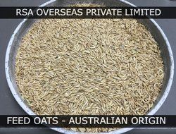 feed oats