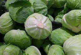 Fresh Cabbage