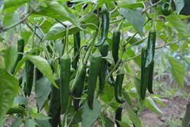 Fresh Green Chilli