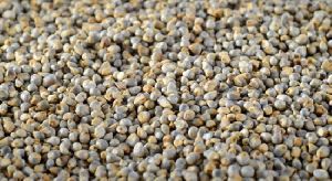 Bajra Seeds