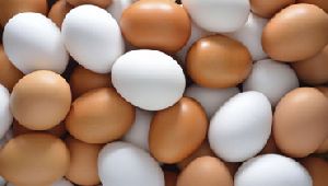 Fresh Eggs