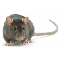 rodent control treatment services