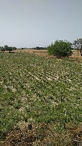 Aloevera Baby Plants