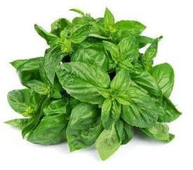 Basil Leaves