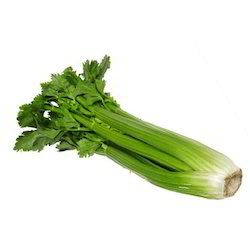 Fresh Celery Leaves