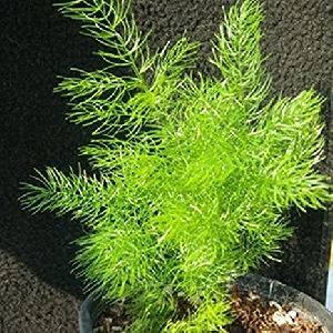 Shatavari Plant