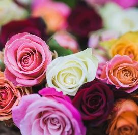 Rose & Gerbera Flowers