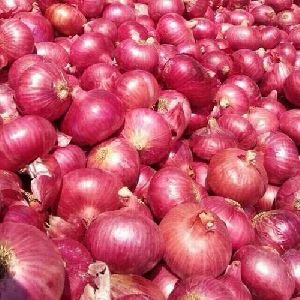 Fresh Pink Onion