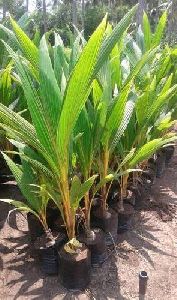 Coconut Plants