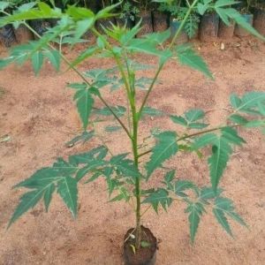 malabar neem plant