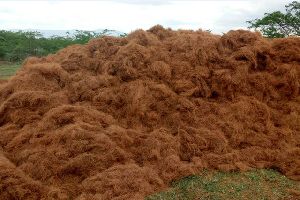 Coir Fiber