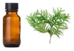 Cypress Oil