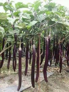 Fresh Brinjal