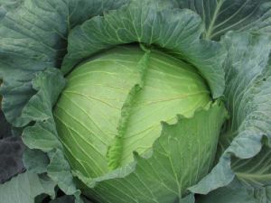 Fresh Cabbage