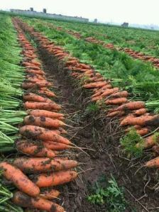 Fresh Carrot