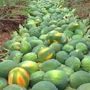 Fresh Green Papaya