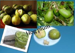 Fresh Hog Plum