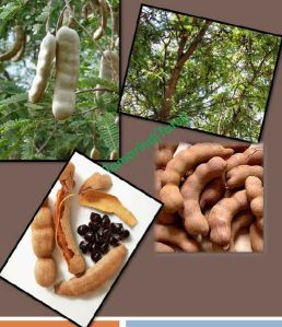 Fresh Tamarind