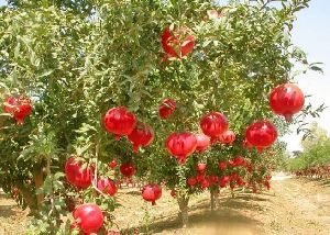 Hybrid Pomegranate Plant
