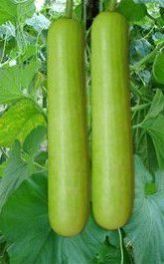 Organic Bottle Gourd