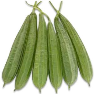 Organic Sponge Gourd