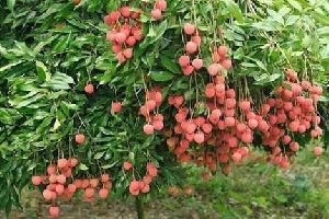 Purbi Litchi