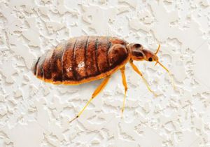 bed bug pest control