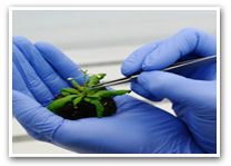 Agricultural Biotechnology Services