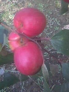 red apple ber plant