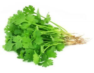 Coriander Leaves