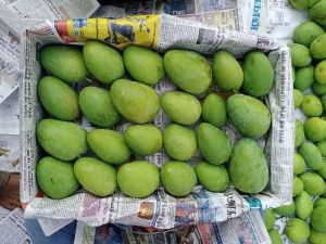 Fresh Badami Mango