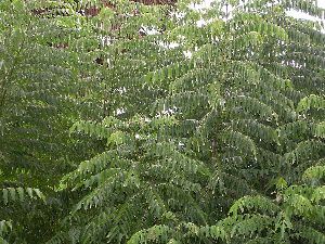 Fresh Curry Leaves