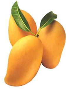 Yellow Alphonso Mango