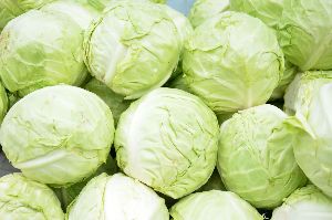 Fresh Cabbage