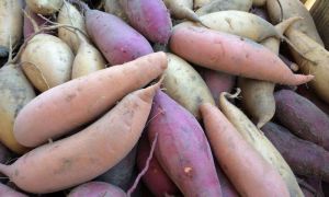 Fresh Sweet Potato