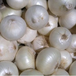 Fresh White Onion