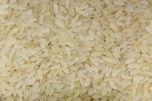 Short Grain Non Basmati Rice