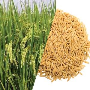 Paddy Rice