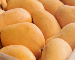 dussheri mango