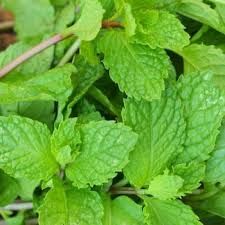 mint leaf powder