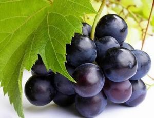 Fresh Black Grapes