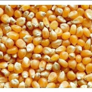 Yellow Maize Seeds