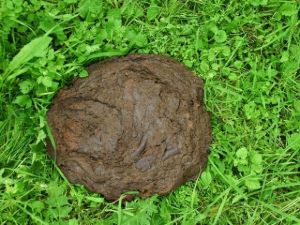 cow dung