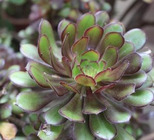 Aeonium Black Roses Plant