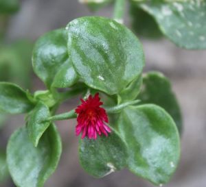 Baby Sun Rose Plant