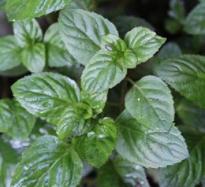 Basil Plant