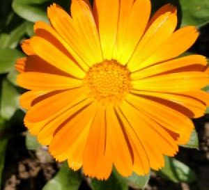 Calendula Live Plant