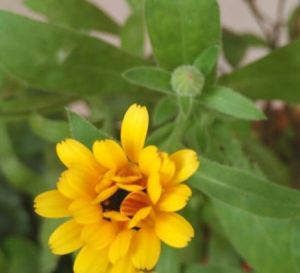 calendula seeds