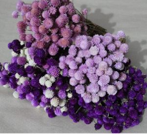 Different Set Color Dried Flowers